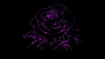 Neon frame effect Bulgarian rose, glow, black background. video