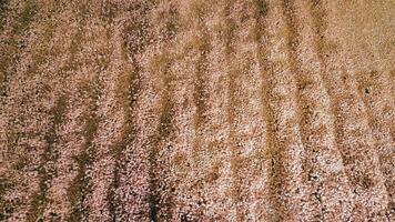 Close-up of a Pile of Wheat Grains. A detailed close-up image showcasing a large pile of wheat grains. video