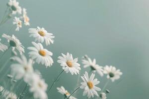 A Bunch of Daisies in a Vase photo