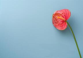 Pink Flower on Blue Background photo