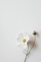 White Flower on White Background photo