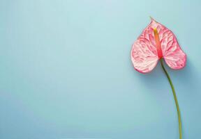 Pink Flower on Blue Background photo