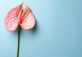 Pink Flower on Blue Background photo