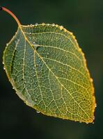 Water Droplets Adorn Leaf After Rainfall photo
