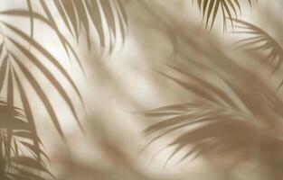 Shadow of Palm Tree Leaves on Wall photo