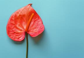 Red Flower on Blue Background photo