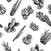 Graphic sketches of different cacti and succulents. Vintage seamless pattern. Hand drawn desert plants wallpaper. Black outline botanical background. For wrap, paper, textile, postcard, prints. vector