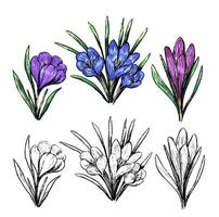 Collection of spring plants. Set of crocuses, snowdrops. Vintage botanical sketches isolated on white. Hand drawn illustration. vector