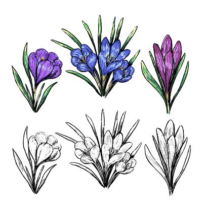 Collection of spring plants. Set of crocuses, snowdrops. Vintage botanical sketches isolated on white. Hand drawn illustration.