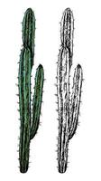 Set of contour and color drawings isolated on white. Realistic desert cactus hand drawn illustration. Elements for design, cards, prints, posters. Vintage, engraving style. Botanical sketch. vector