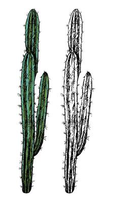 Set of contour and color drawings isolated on white. Realistic desert cactus hand drawn illustration. Elements for design, cards, prints, posters. Vintage, engraving style. Botanical sketch.