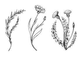 Vintage collection hand drawn illustration. Sketches of dandelion, rosemary, cornflower. Set of field plants and flowers. Monochrome graphics isolated on white. Botanical elements for design. vector