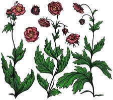 Collection of Geum Rivale plants. Set of wild flowers. Hand drawn illustration. Botanical ink sketches isolated on white. vector