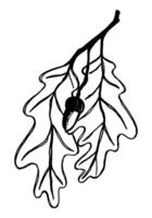 Clipart of outline oak leaf. Hand drawn illustration. Black ink sketch of foliage isolated on white. Botanical vintage element for design, card, print, decoration. vector