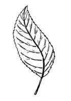 Clipart of outline leaf. Hand drawn illustration. Black ink sketch of plant isolated on white background. Botanical vintage element. vector