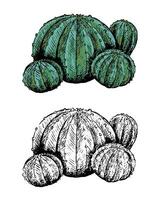 Realistic desert cactus. Set of contour and color drawings isolated on white. Vintage, engraving style. Botanical sketch. Hand drawn illustration. vector