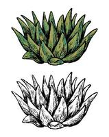 Set of contour and color drawings isolated on white. Realistic succulent plant. Elements for design, cards, prints, posters. Vintage, engraving style. Hand drawn illustration. Botanical sketch. vector