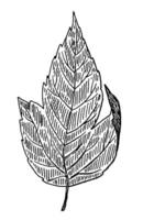 Clipart of outline leaf. Hand drawn illustration. Black ink sketch of plant isolated on white background. Botanical vintage element. vector