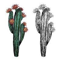 Realistic desert cactus. Set of contour and color drawings isolated on white. Vintage, engraving style. Botanical sketch.Hand drawn illustration. vector