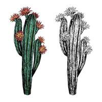 realista Desierto cactus. conjunto de contorno y color dibujos aislado en blanco. antiguo, grabado estilo. botánico bosquejo.mano dibujado ilustración. vector