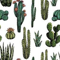 Cacti and succulents hand drawn seamless pattern. Graphic ink sketches of different desert plants. Abstract colored botanical background Design for wallpaper, wrap, textile, fabric, card, print vector