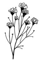 Clipart of outline wild plant. Hand drawn illustration. Black ink sketch of flora isolated on white. Botanical vintage element for design. vector