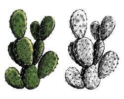 Set of contour and color drawings isolated on white. Hand drawn illustration. Realistic desert cactus. Elements for design, cards, prints, posters. Vintage, engraving style. Botanical sketch. vector