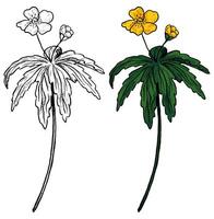 Buttercup Anemone wild flower hand drawn illustration. Botanical sketch of field plant. Colored and outline clipart isolated on white. vector