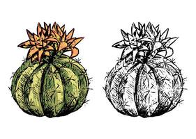 Realistic desert cactus. Set of contour and color drawings isolated on white. Vintage, engraving style. Botanical sketch.Hand drawn illustration. vector