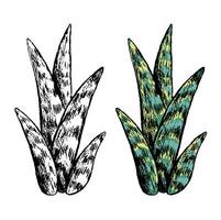 Set of contour and color drawings isolated on white. Realistic succulent plant. Elements for design, cards, prints, posters. Vintage, engraving style. Hand drawn illustration. Botanical sketch. vector