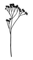 Clipart of outline wild plant. Hand drawn illustration. Black ink sketch of flora isolated on white. Botanical vintage element for design. vector