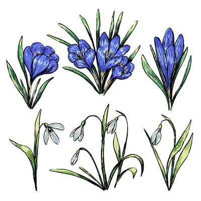 Collection of spring plants. Set of crocuses, snowdrops. Vintage botanical sketches isolated on white. Hand drawn illustration.