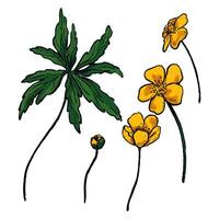 Collection of Buttercup Anemone flowers and leave. Set of hand drawn illustration. Botanical realistic sketches isolated on white. Outline elements for design, print, poster, postcard, sticker. vector
