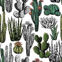 Cacti and succulents hand drawn seamless pattern. Graphic ink sketches of different desert plants. Abstract colored botanical background Design for wallpaper, wrap, textile, fabric, card, print vector