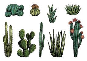 Collection of different varieties of cacti. Set of desert plants. Hand drawn illustration. Vintage botanical sketches isolated on white. Decorative colorful elements for design, typography etc. vector