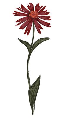Coneflower, Echinacea plant. Wildflower hand drawn illustration. Botanical clipart isolated on white. Gentle single element for design.