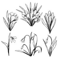 Collection of spring plants. Set of crocuses, snowdrops. Vintage botanical sketches isolated on white. Hand drawn illustration. vector