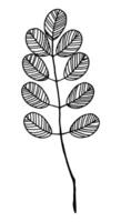 Clipart of outline wild plant. Hand drawn illustration. Black ink sketch of flora isolated on white. Botanical vintage element for design. vector