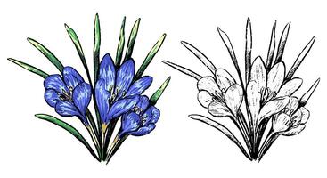 Crocus spring wild flower. Hand drawn illustration. Botanical sketch of field plant. Colored and outline clipart isolated on white. Vintage element for design, postcard, print, decor, sticker. vector