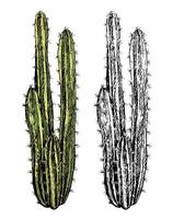 Set of contour and color drawings isolated on white. Realistic desert cactus hand drawn illustration. Elements for design, cards, prints, posters. Vintage, engraving style. Botanical sketch. vector