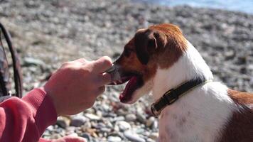 Cute senior Fox Terrier puppy fetching a stick on the beach. Handsome man and his dog playing fetch at the beach on sunset. Slow motion video