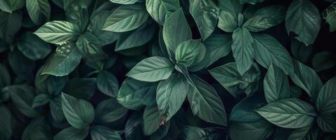Close Up of a Green Leafy Plant photo