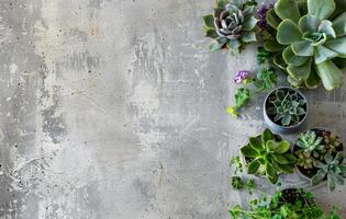 varios plantas arreglado en un mesa foto