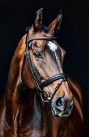 Brown Horse With White Spot on Face photo
