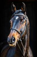 Brown Horse With White Spot on Face photo