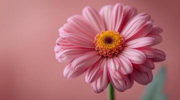 Pink Flower With Green Leaves on Pink Background photo