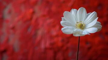 White Flower Blooming on Red Background photo