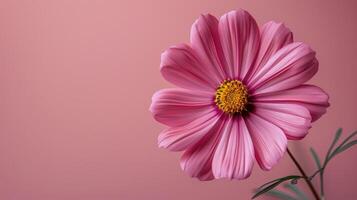 Pink Flower With Green Leaves on Pink Background photo