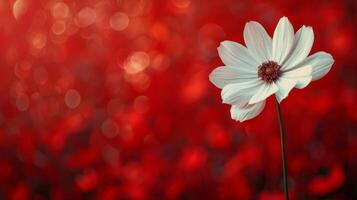 White Flower Blooming on Red Background photo