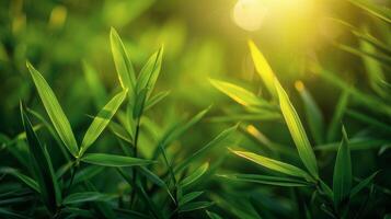 Sunlight Filtering Through Bush Leaves photo